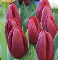 Strong Love - Шикарный, бокаловид-ный, крупный тюльпан. Цвет тёмно малиново-красный. Прекрасен в срезке. Высота 45-60 см.